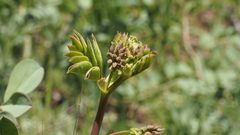 Hosackia crassifolia crassifolia