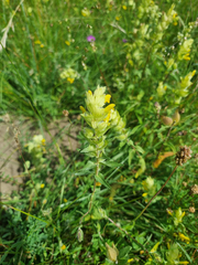 Rhinanthus alectorolophus