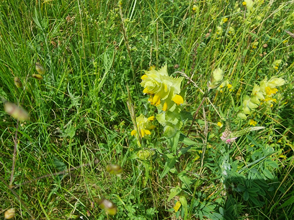 Rhinanthus alectorolophus; photograph (c) Demian Hiß, some rights reserved (CC BY)