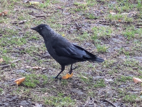 Eurasian Jackdaw