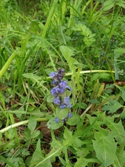 Ajuga reptans