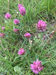 Trifolium pratense