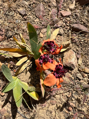 Sparaxis elegans