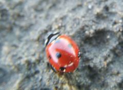 Coccinella septempunctata