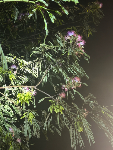 Persian silk tree