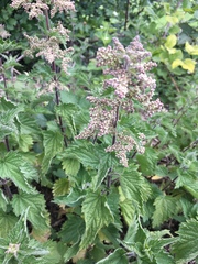 Urtica dioica