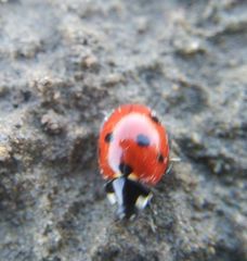 Coccinella septempunctata