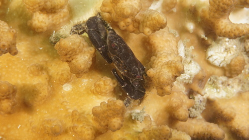 Chlorodiella nigra observed 2026-08-19