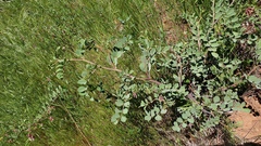 Hosackia crassifolia crassifolia