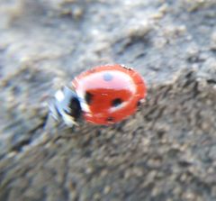 Coccinella septempunctata