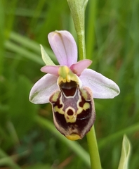 Ophrys × minuticauda