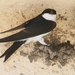 Northern House Martin - Photo (c) Michal Sloviak, some rights reserved (CC BY-NC), uploaded by Michal Sloviak