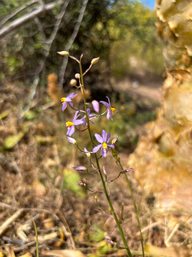 Cyanella hyacinthoides, photograph 4