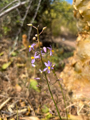 Cyanella hyacinthoides, photograph author not stated, no rights reserved