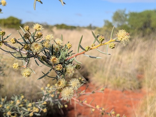 Melaleuca glomerata, 2026-08-24