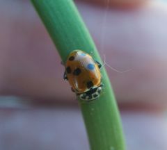 Hippodamia variegata