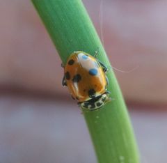 Hippodamia variegata