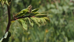 Hosackia crassifolia crassifolia