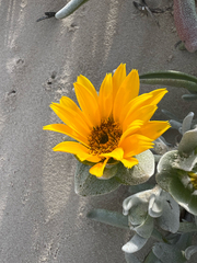 Didelta carnosa, photograph author not stated, no rights reserved