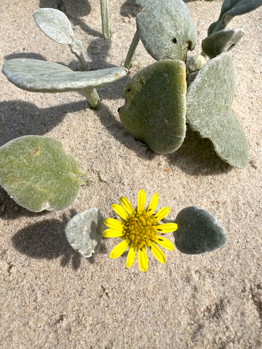 Arctotheca populifolia