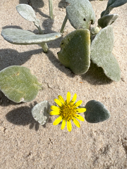 Arctotheca populifolia
