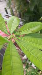 Stagmatoptera septentrionalis