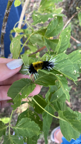 Spotted Tussock Moth