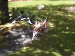 Gasteracantha cancriformis
