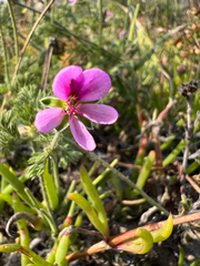 author not stated, no rights reserved Pelargonium hirtum, photograph author not stated, no rights reserved