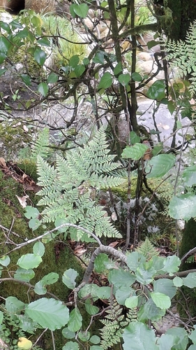 Davallia canariensis, photograph 5