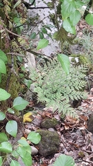 Davallia canariensis, photograph (c) Carminda Santos, some rights reserved (CC BY)