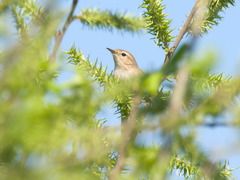 Phylloscopus collybita