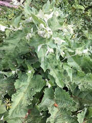 Arctium lappa