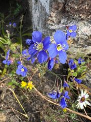 Heliophila coronopifolia