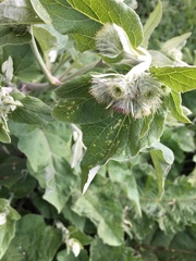 Arctium lappa