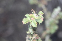 Berberis actinacantha