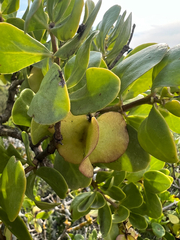 Roepera morgsana