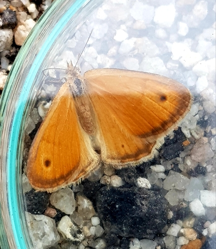 Small Heath