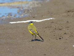Motacilla tschutschensis