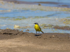 Motacilla tschutschensis