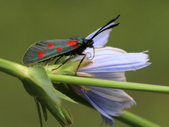 Zygaena centaureae