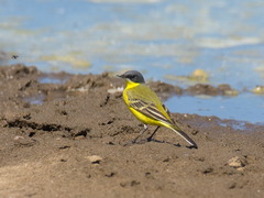Motacilla tschutschensis