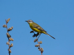 Motacilla flava