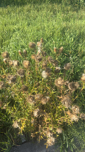Bull Thistle