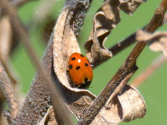 Hippodamia variegata