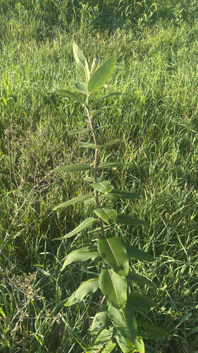 common milkweed