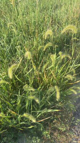 giant foxtail