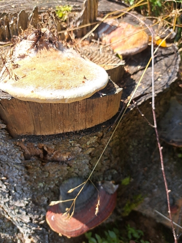 Red-banded Polypore