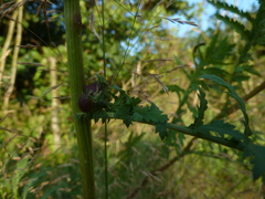 Rhopalomyia tanaceticola