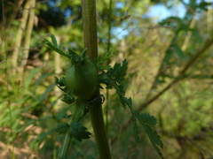 Rhopalomyia tanaceticola